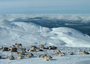 visit aviemore reindeer centre in the cairngorms