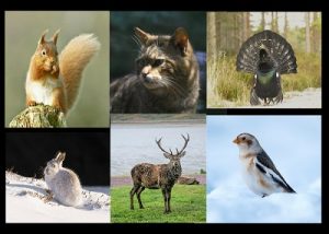 wildlife in cairngorms resort scotland